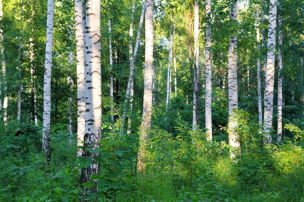 Bois de bouleau d'été