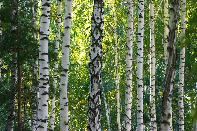 Photo bois de bouleau d'été