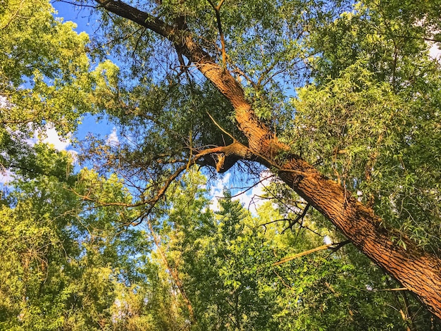 Bois de campagne comme paysage rural arbres étonnants dans la nature et l'environnement de la forêt verte