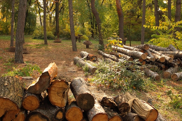 Bois de chauffage de bouleau près du chemin dans la forêt Le concept de déforestation illégale et de protection de l'environnement