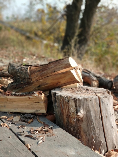 Bois de chauffage dans la forêt