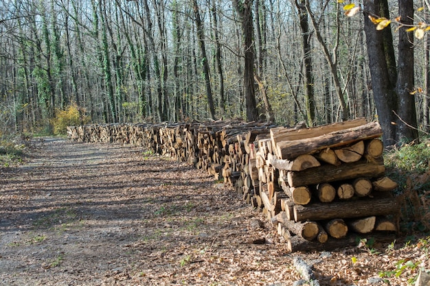 Photo bois de chauffage grumes stock troncs empilés