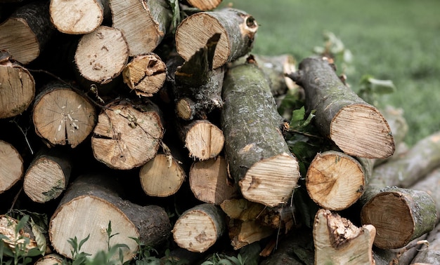 Le bois de chauffage rond se trouve sur l'herbe dans la cour Coussinets d'arbres sciés