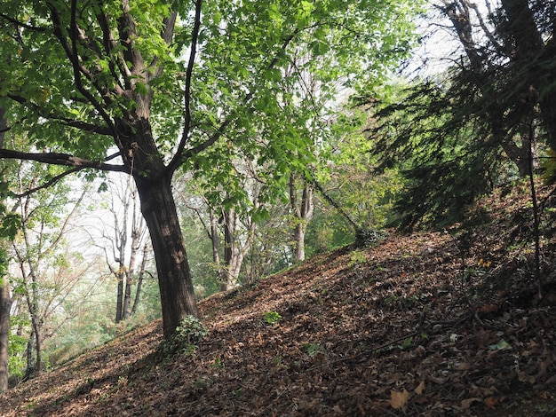 Bois sur la colline