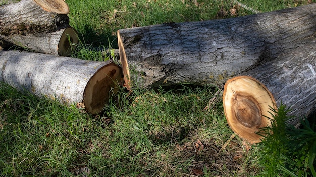 Bois dans la forêt après coupe