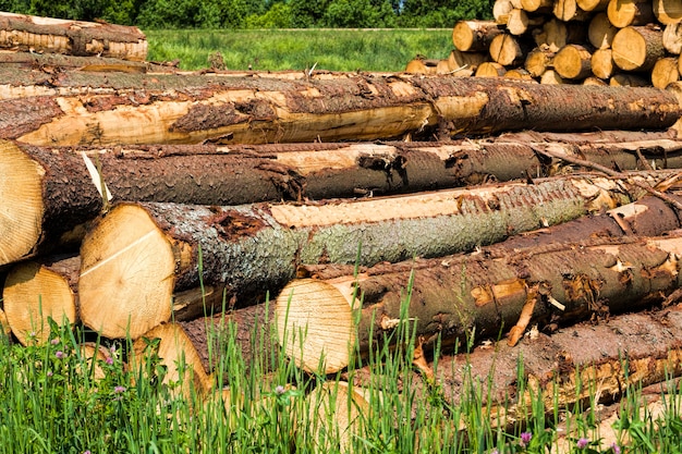 Bois dans la forêt