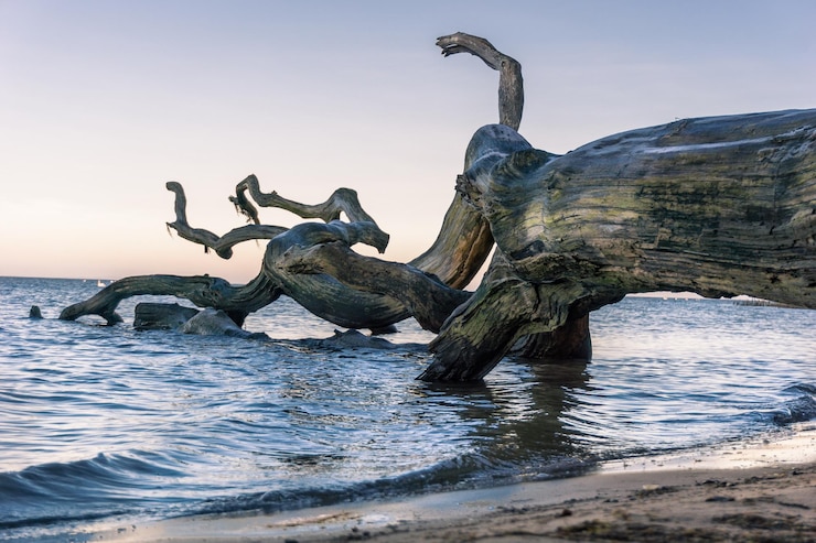 Photo bois à la dérive sur la plage contre un ciel dégagé