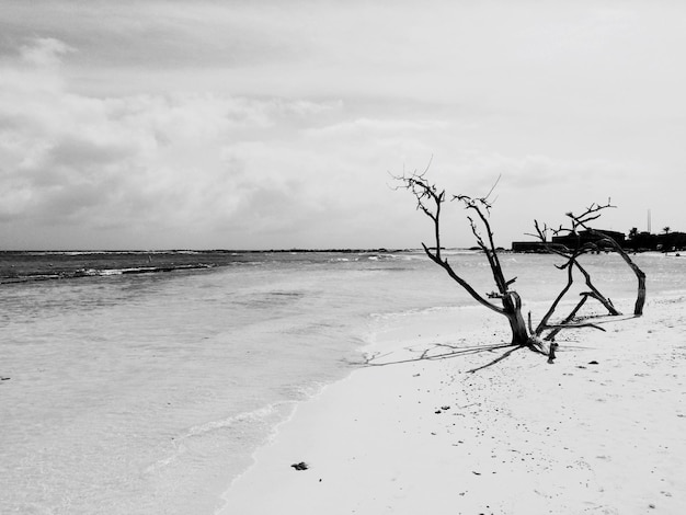 Photo bois à la dérive sur la plage contre le ciel