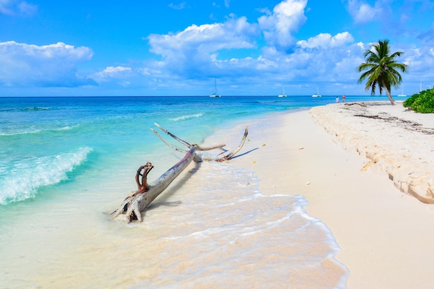 Bois à la dérive sur le rivage contre le ciel