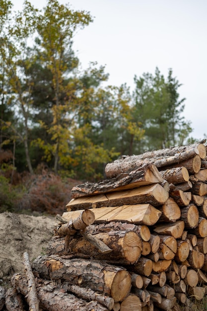 Bois durs coupés de la forêt pour la cheminée