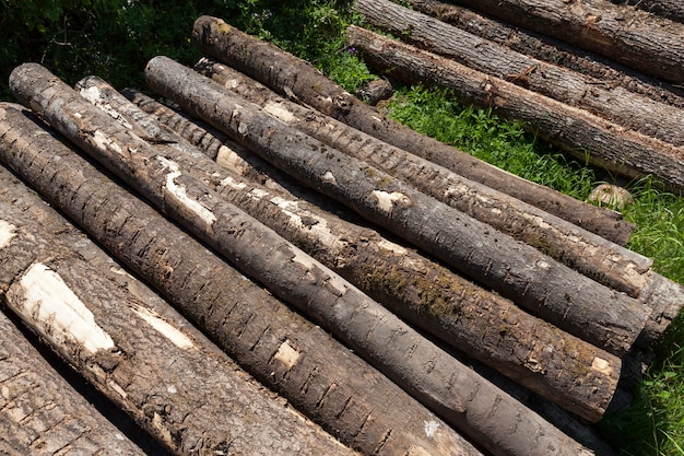 Bois avec écorce et dommages