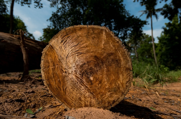 Le bois est empilé sur le sol de la forêt