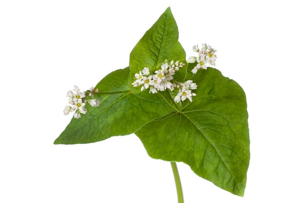 Photo bois à fleurs et feuilles sur fond blanc