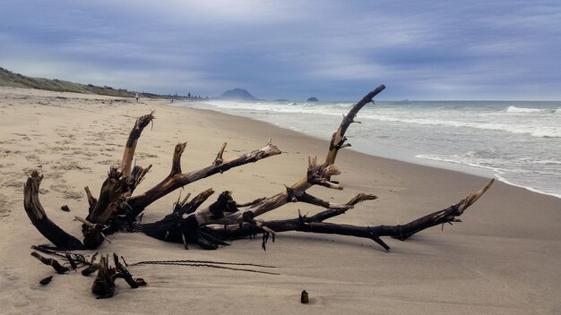 Bois flottant sur la plage contre le ciel