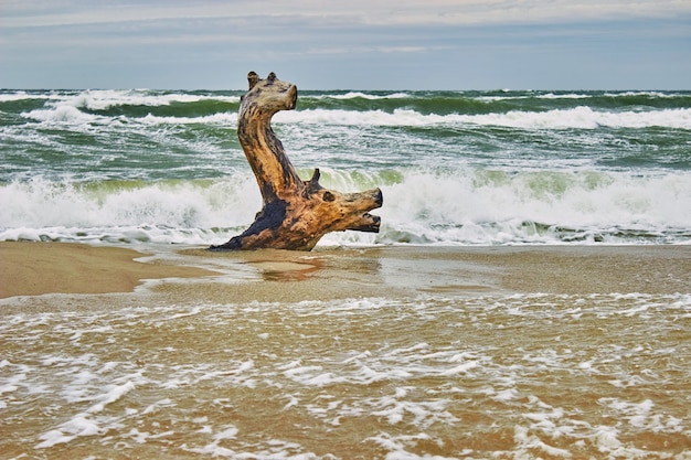 Bois Flotté Au Bord De La Mer, Semblable à Un Cerf Flottant Dans Les Vagues. Vagues De Tempête En Arrière-plan