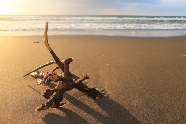 Bois flotté sur le sable