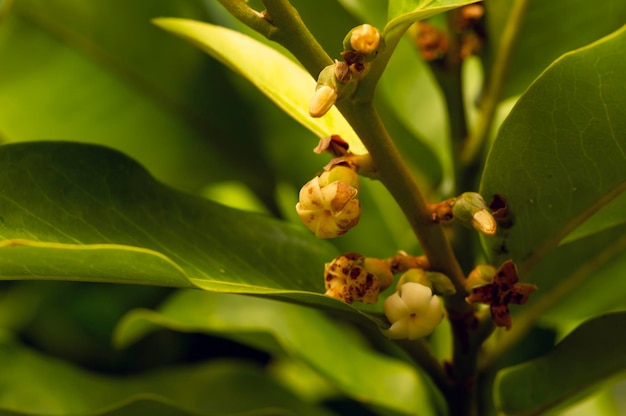 Bois foncé indonésien Ebony Diospyros celebica feuilles vertes et fleurs mise au point sélectionnée