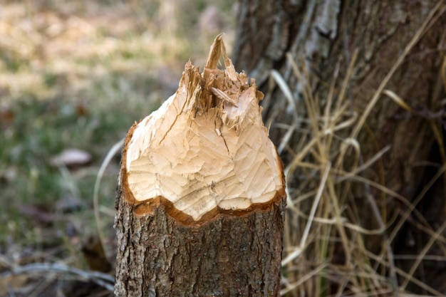 Bois fourré avec un castor