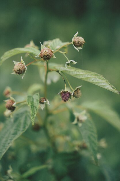 Bois de framboise