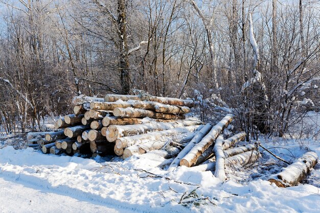 Bois en hiver.