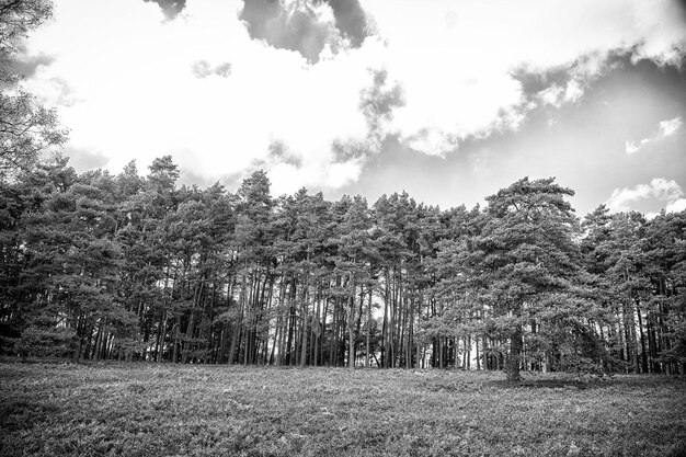 Bois de pin sur ciel bleu nuageux