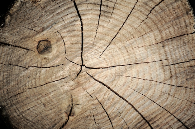 Bois de pin coupé et empilé dans la forêt d'épinettes