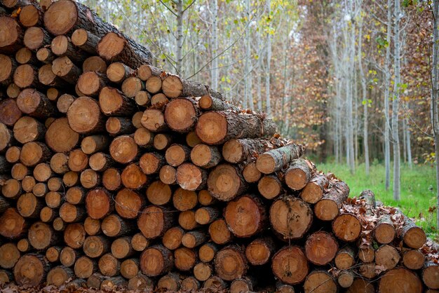 Bois de pin, prêt à être transporté depuis la forêt