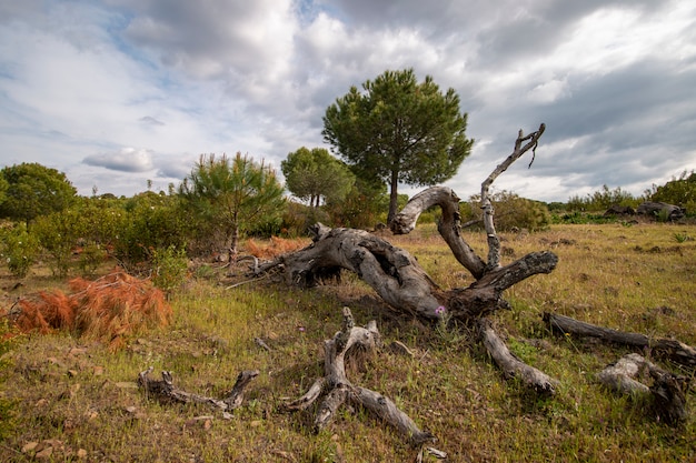 Bois pourri sur le champ