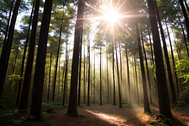 Bois de rayon de soleil