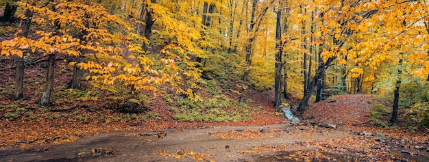 Bois de ruisseau d'automne avec des roches de feuillage d'arbres jaunes ensoleillés dans la montagne de la forêt. Randonnée idyllique