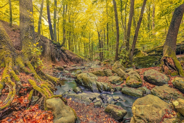 Bois de ruisseau d'automne avec des roches de feuillage d'arbres jaunes ensoleillés dans la montagne de la forêt. Randonnée pédestre idyllique