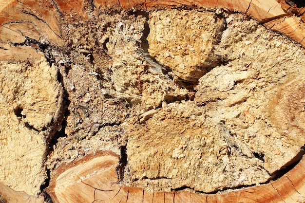 Bois scié frais avec stries et fissures vue rapprochée d'en haut