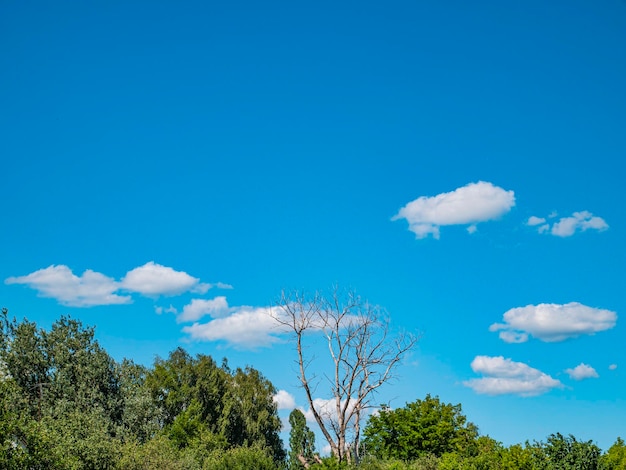 Bois sec sur fond de ciel bleu avec des nuages blancs