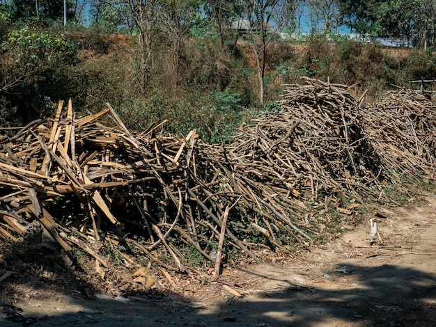 bois sec jeté sur le bord de la route comme séparateur de route