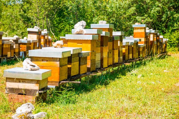 Photo boîte en bois sur un banc au-dessus du champ