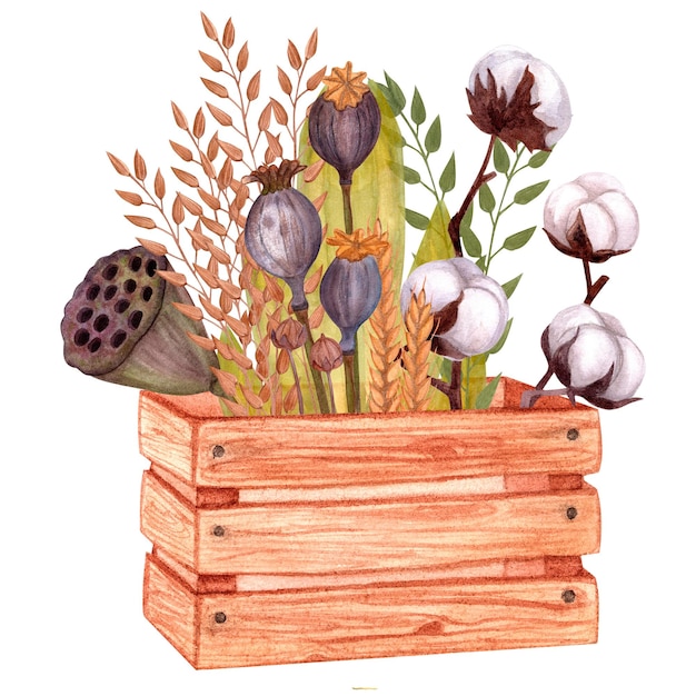 Boîte en bois avec des brins de lotus de pavot de coton Illustration aquarelle dessinée à la main isolée