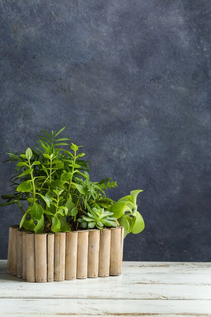 Boîte en bois avec des plantes d'intérieur se dresse sur une table en bois