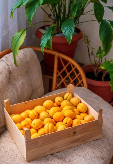 Une boîte en bois pleine d'abricots mûrs sur le canapé dans la maison d'été du village