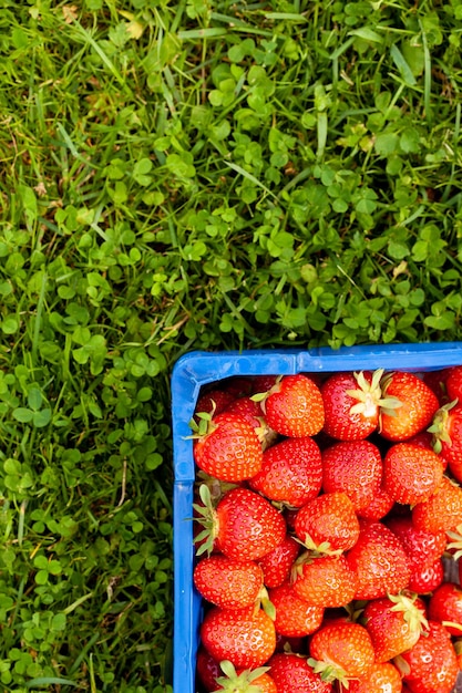 Une boîte de fraises fraîchement cueillies dans le champ
