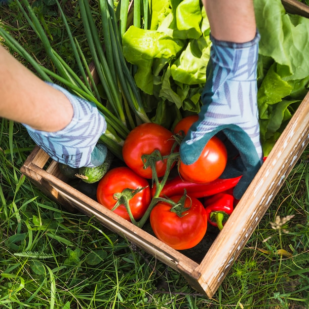 Boîte de holding paysan avec des légumes biologiques frais