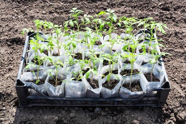 Boîte avec de jeunes pousses vertes de plant de tomate