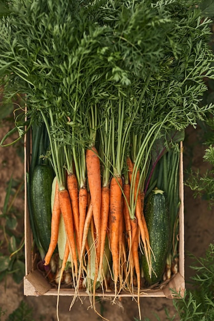 Boîte avec des légumes frais dans le jardin