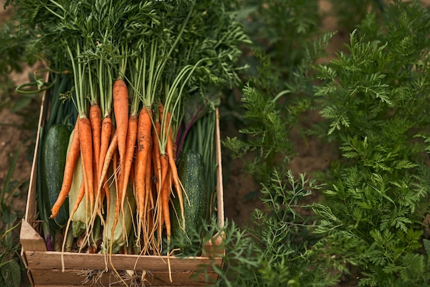 Boîte de légumes posée au sol