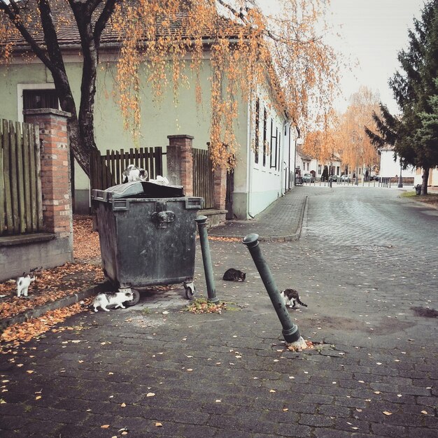 Boîte à ordures dans la rue par maison