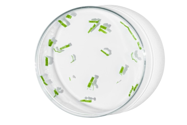 Boîte de Petri isolée sur fond vide feuilles vertes parties de plantes dans le liquide dans une boîte de Petrie