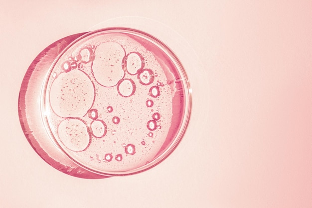 Boîte de Petri Petri's cup avec des éléments chimiques liquides cosmétiques à l'huile Gel molécules d'eau virus Gros plan sur un fond rose