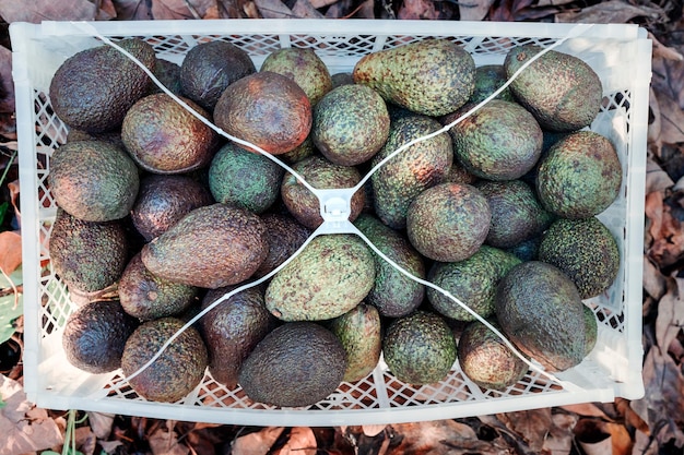 Boîte en plastique avec avocat hass récolté sur le terrain