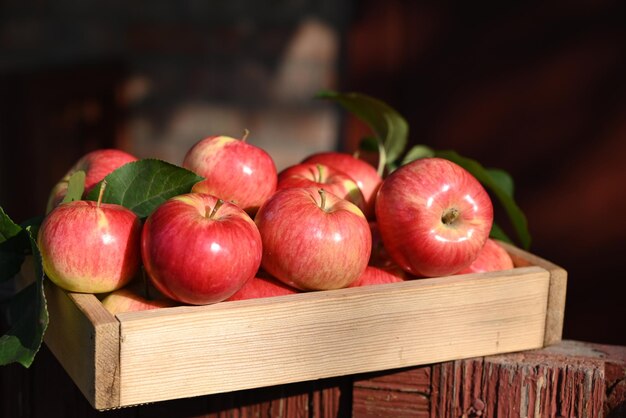 Boîte de pommes fraîches sur une table en bois dans un jardin