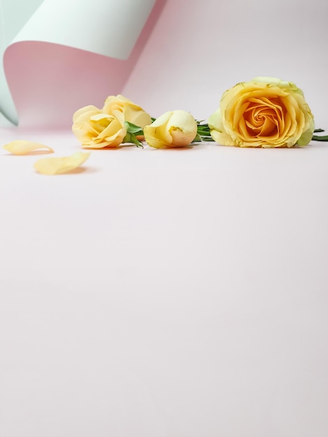 Une boîte rose avec des roses jaunes se trouve sur un fond rose.