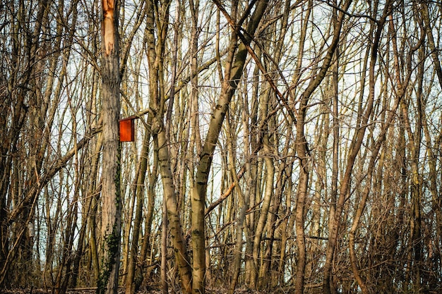 Une boîte rouge est coincée dans un arbre dans les bois.